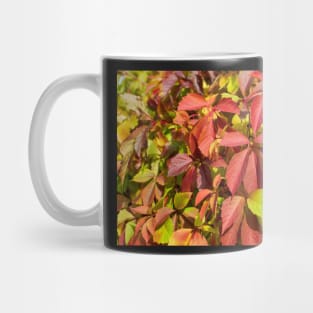 Soft orange-red Virginia creeper leaves in autumn Mug